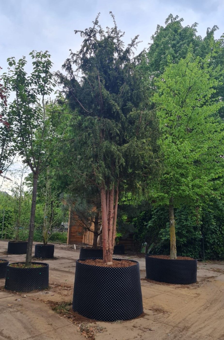 Taxus | Halfstam Solitair