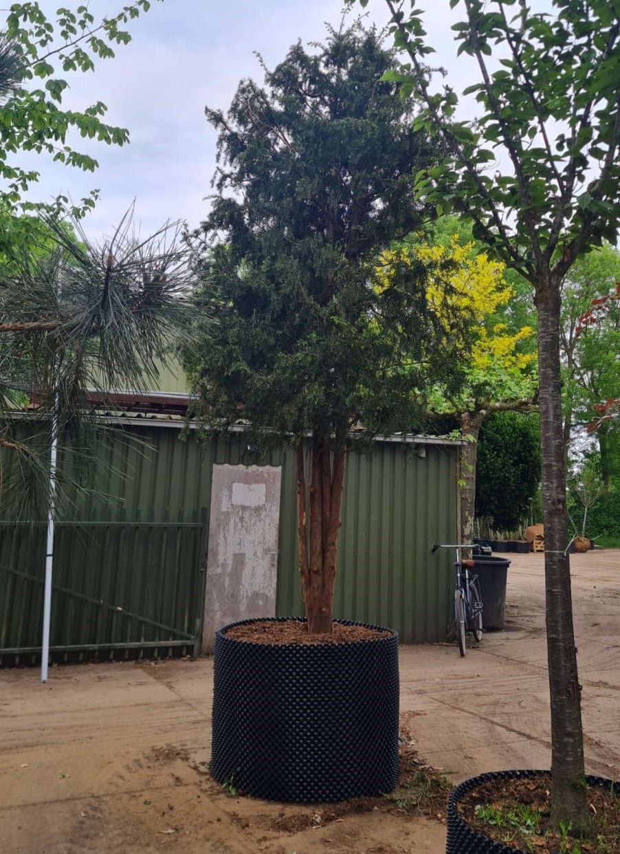 Taxus | Halfstam Solitair