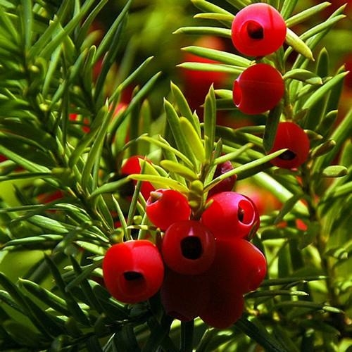 Taxus | Halfstam Solitair