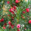 Taxus | Halfstam Solitair