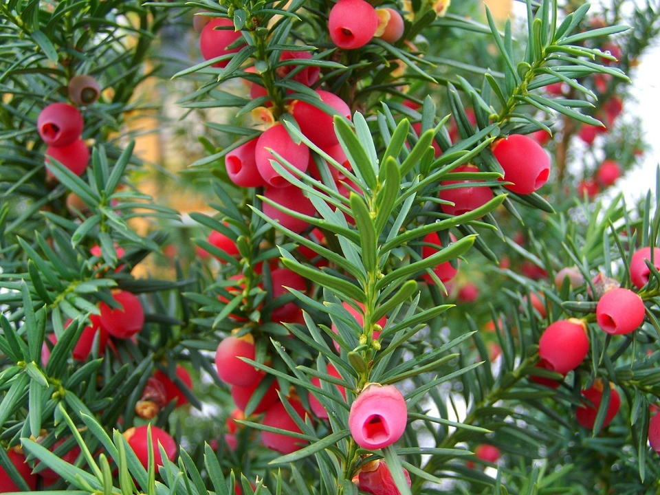 Taxus | Halfstam Solitair