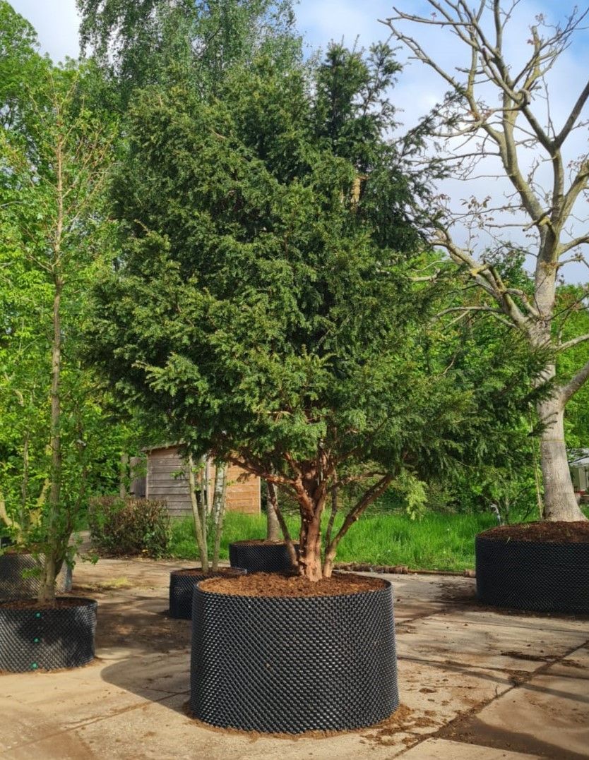 Taxus | Meerstammig Solitair