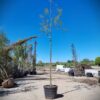 Lampionboom | Hoogstam