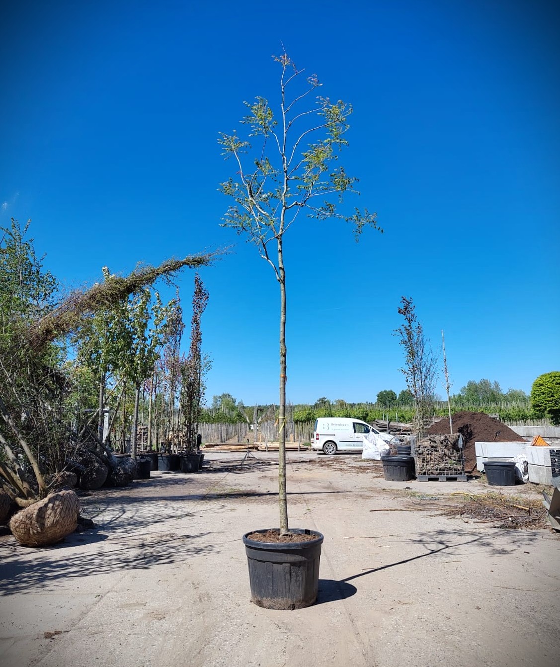 Lampionboom | Hoogstam