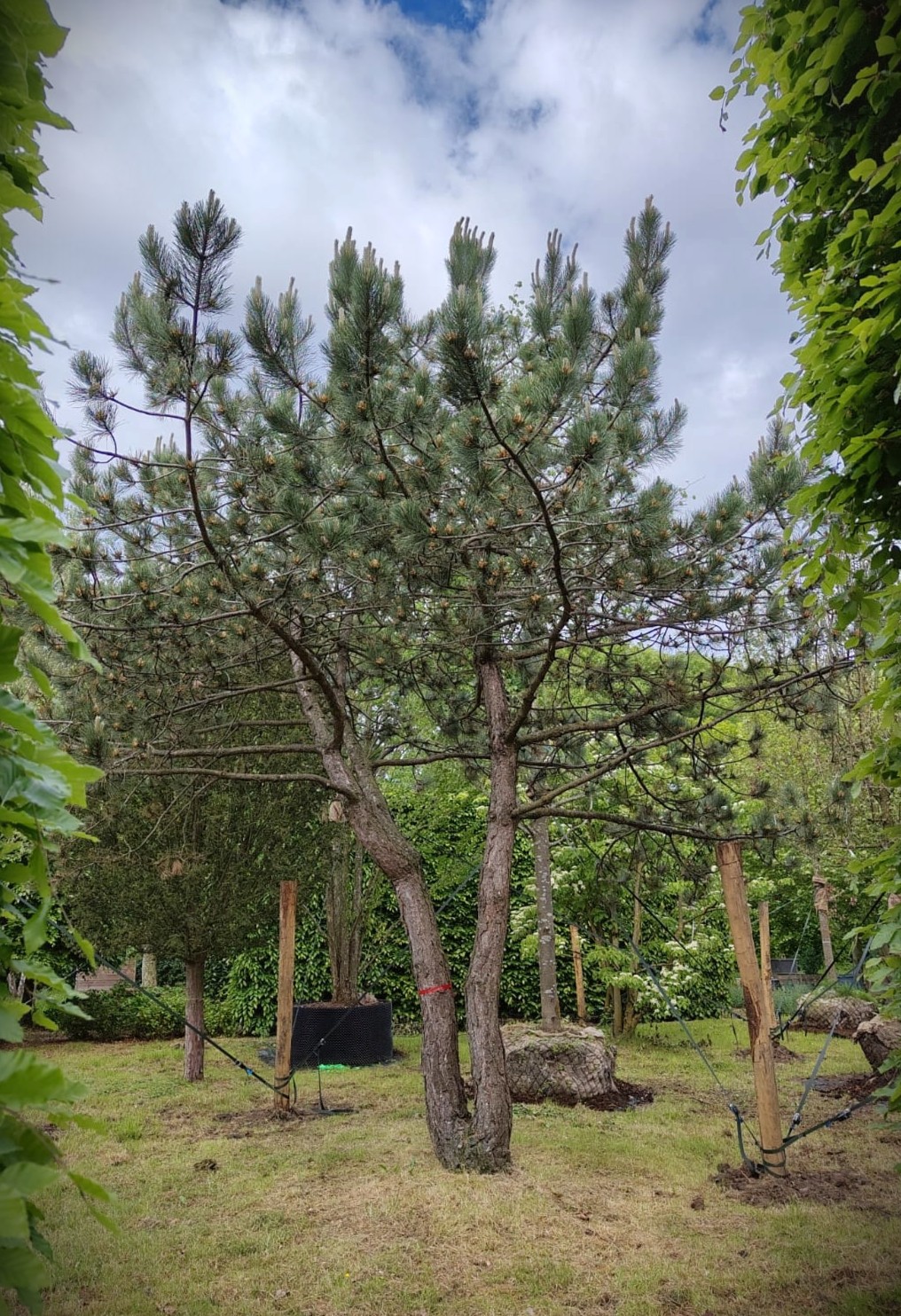 Oostenrijkse den | Dubbelstam