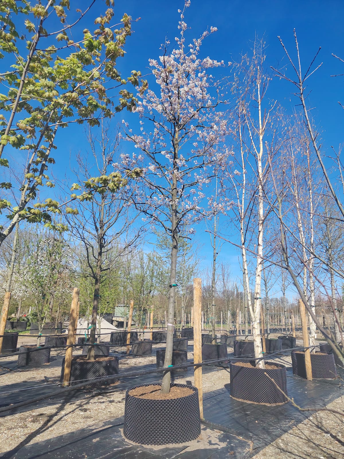 Amerikaans Krentenboompje | Hoogstam