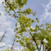 Noorse esdoorn | Halfstam Karakterboom