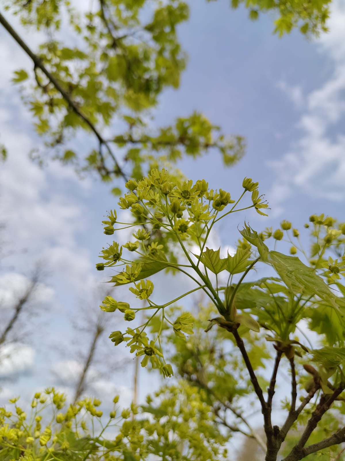 Noorse esdoorn | Halfstam Karakterboom
