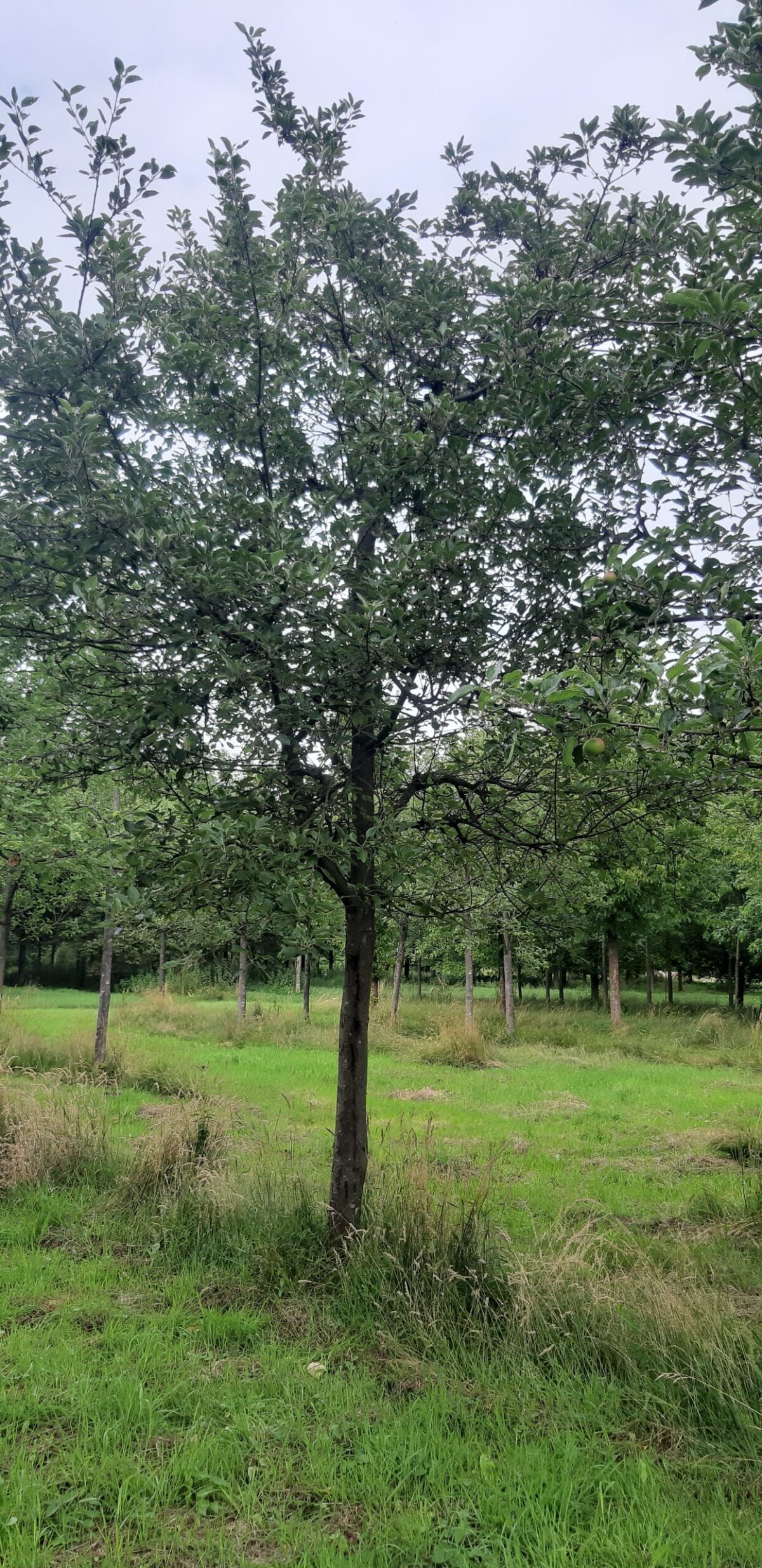 Appelboom 'James Grieve' | Halfstam