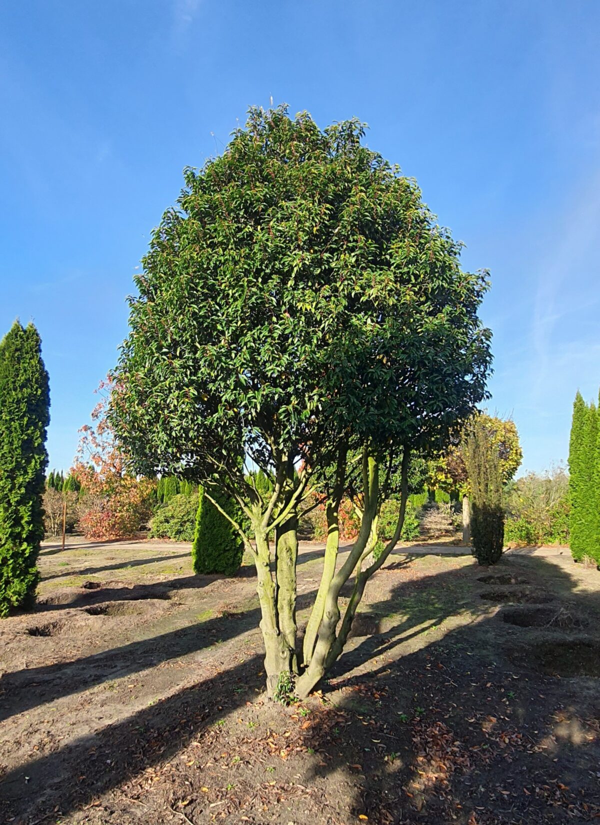 Portugese laurierkers | Meerstammig