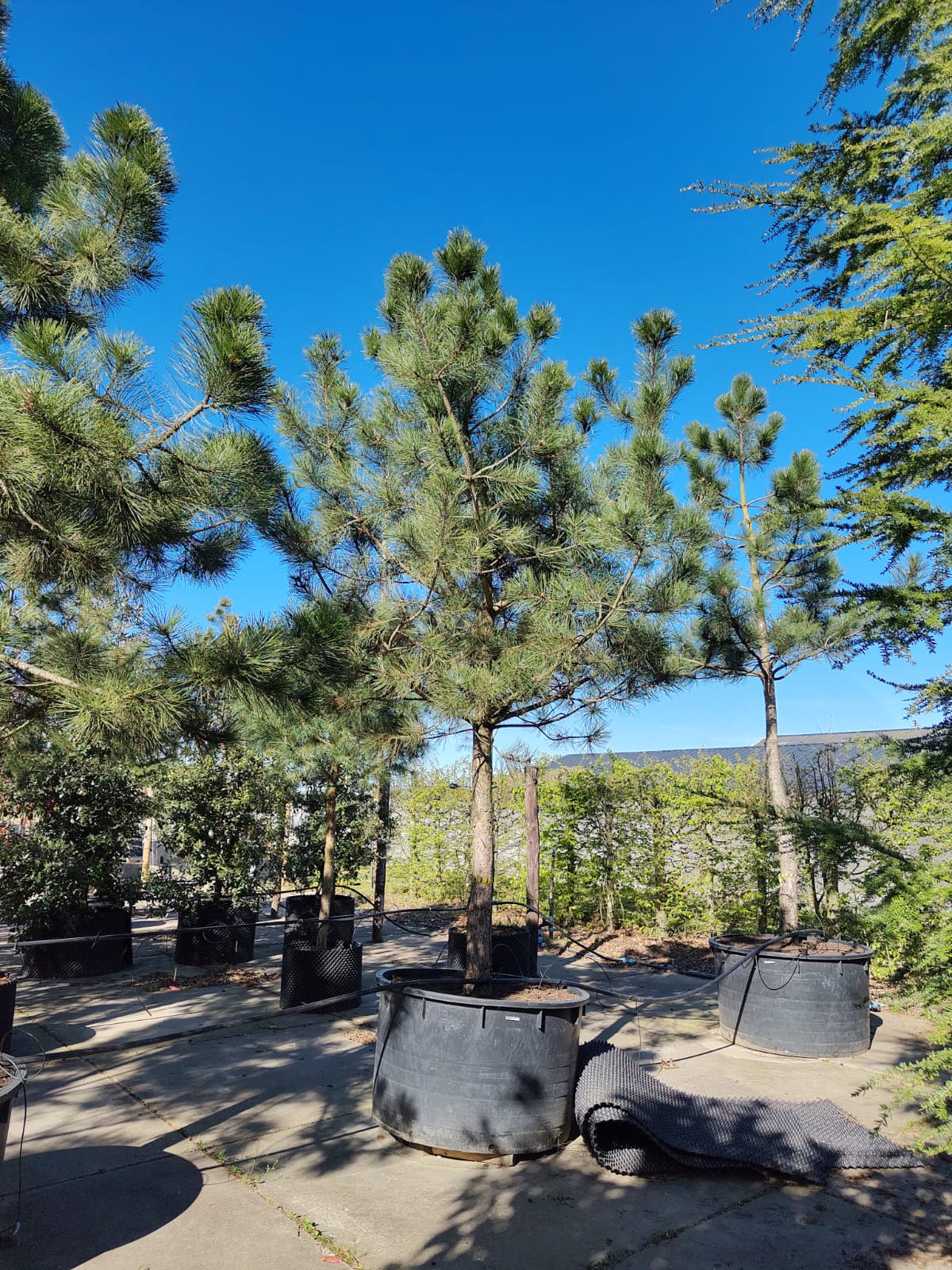 Zwarte den | Halfstam