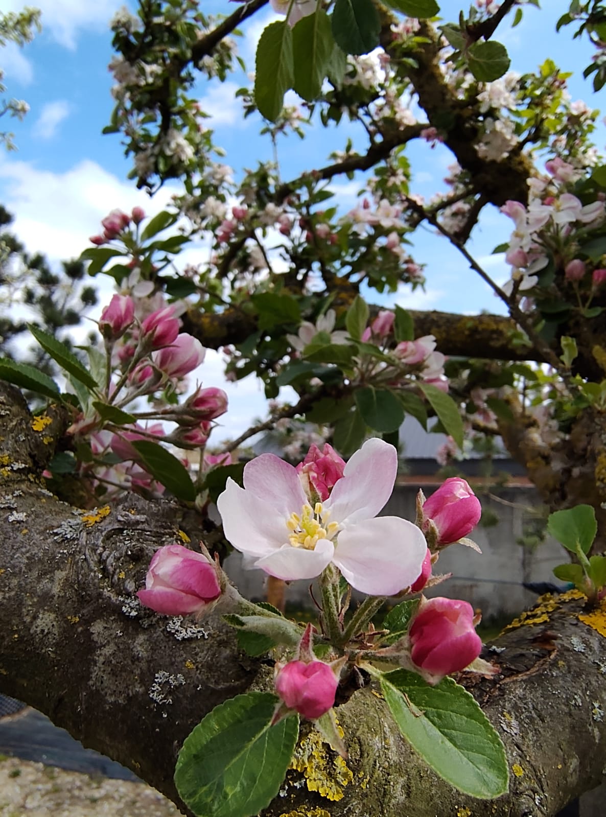 Appelboom 'Elstar' | Halfstam