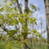 Noorse esdoorn | Halfstam Karakterboom