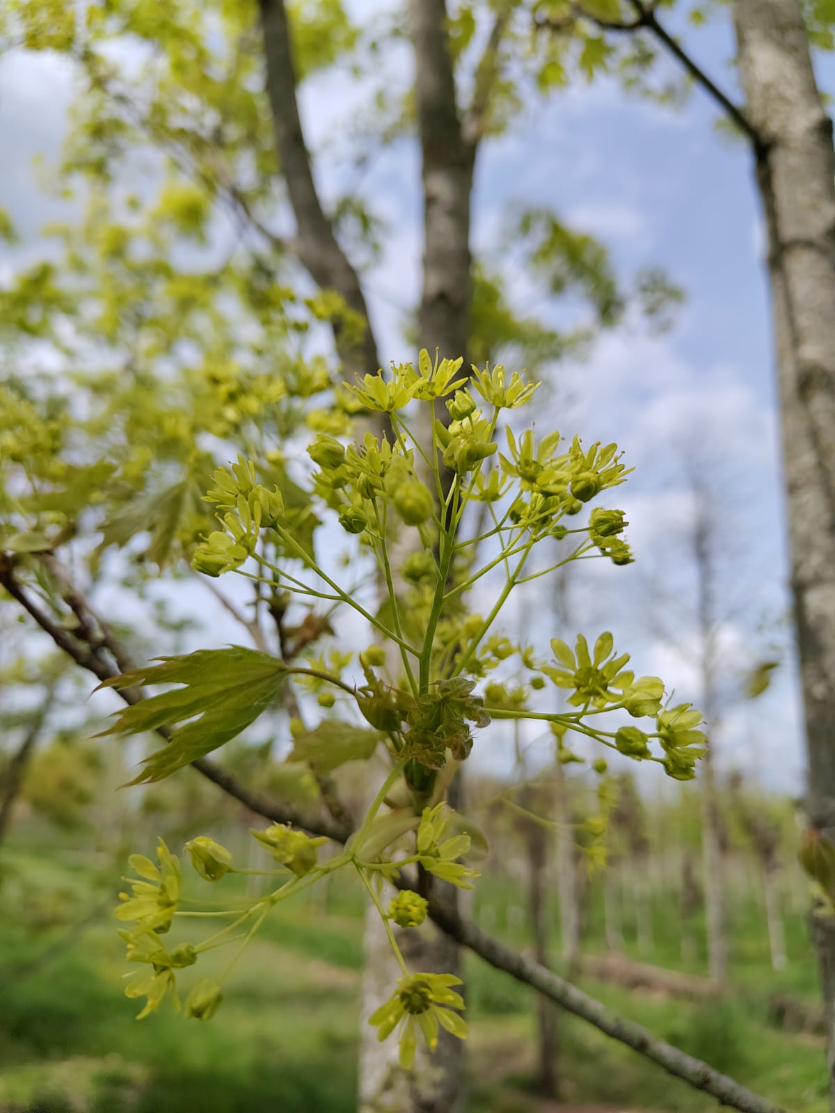 Noorse esdoorn | Halfstam Karakterboom