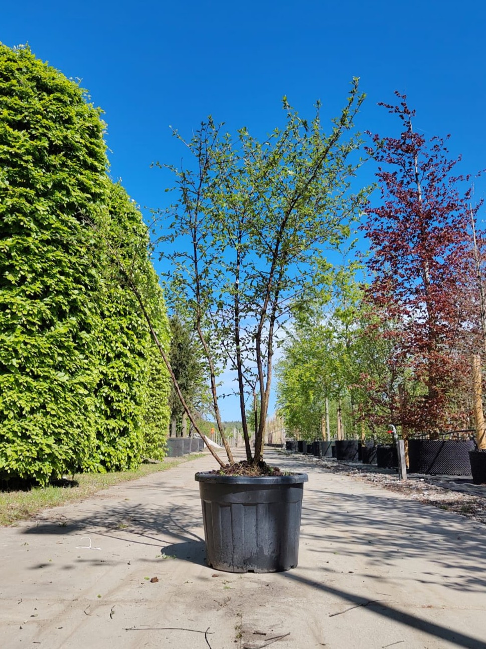 Gele kornoelje | Meerstammig