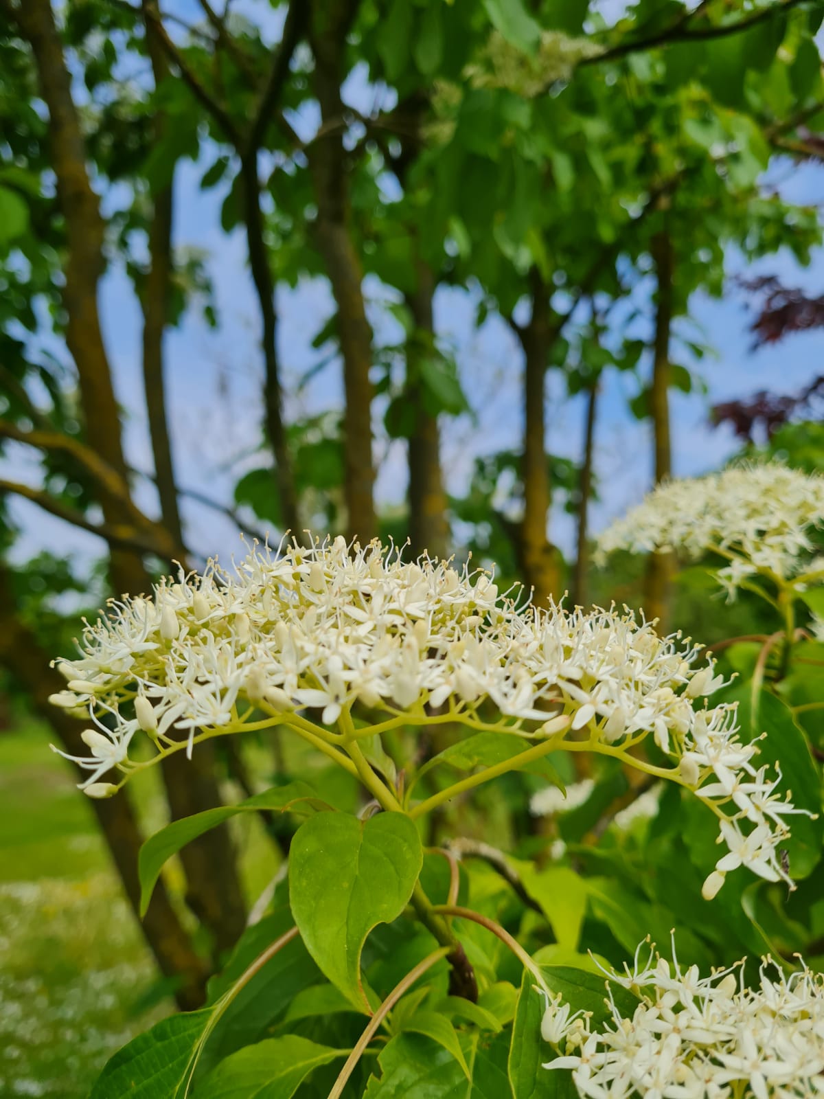 Reuzenkornoelje | Meerstammig