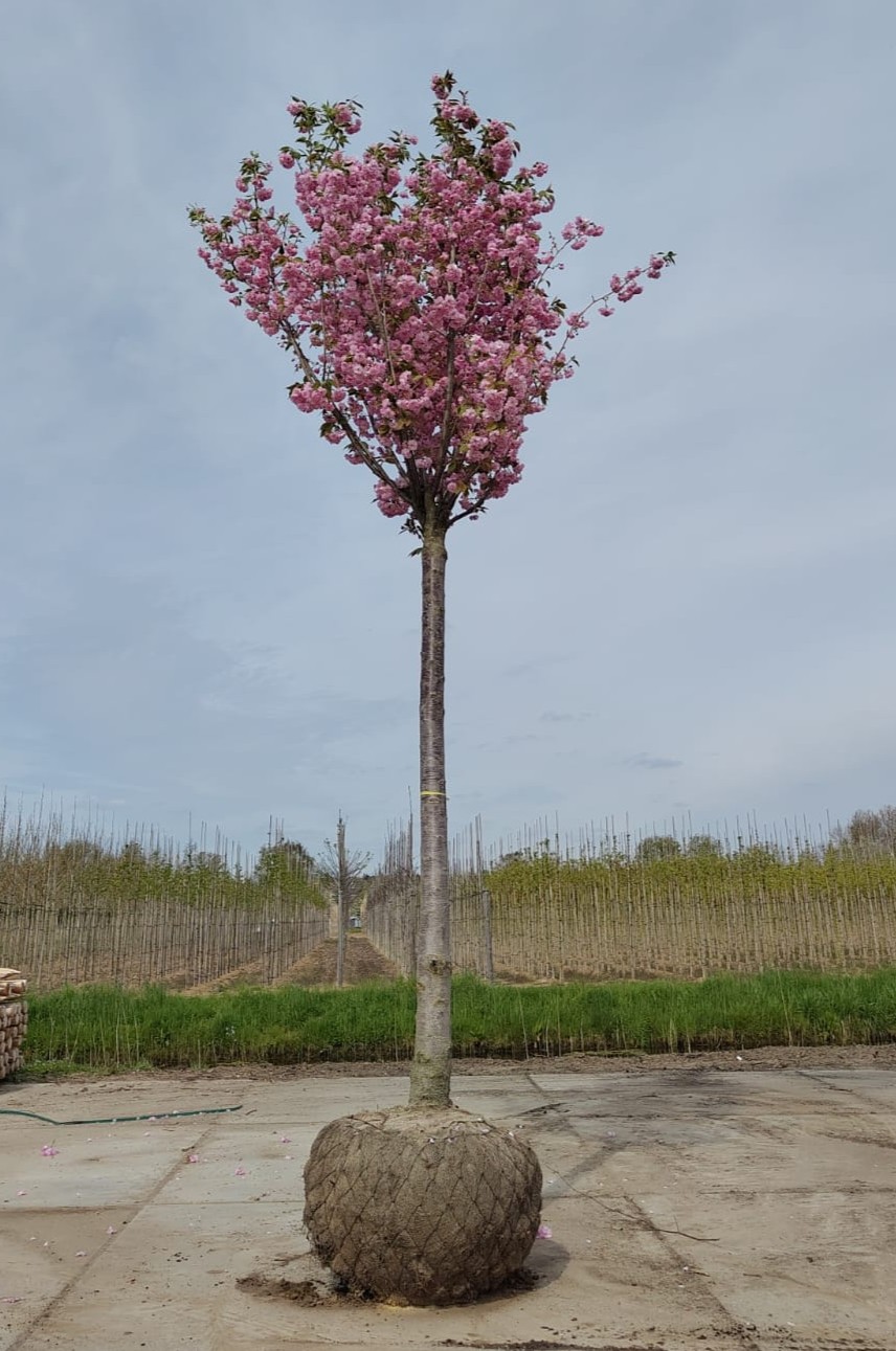 Japanse sierkers 'Kanzan' | Op stam