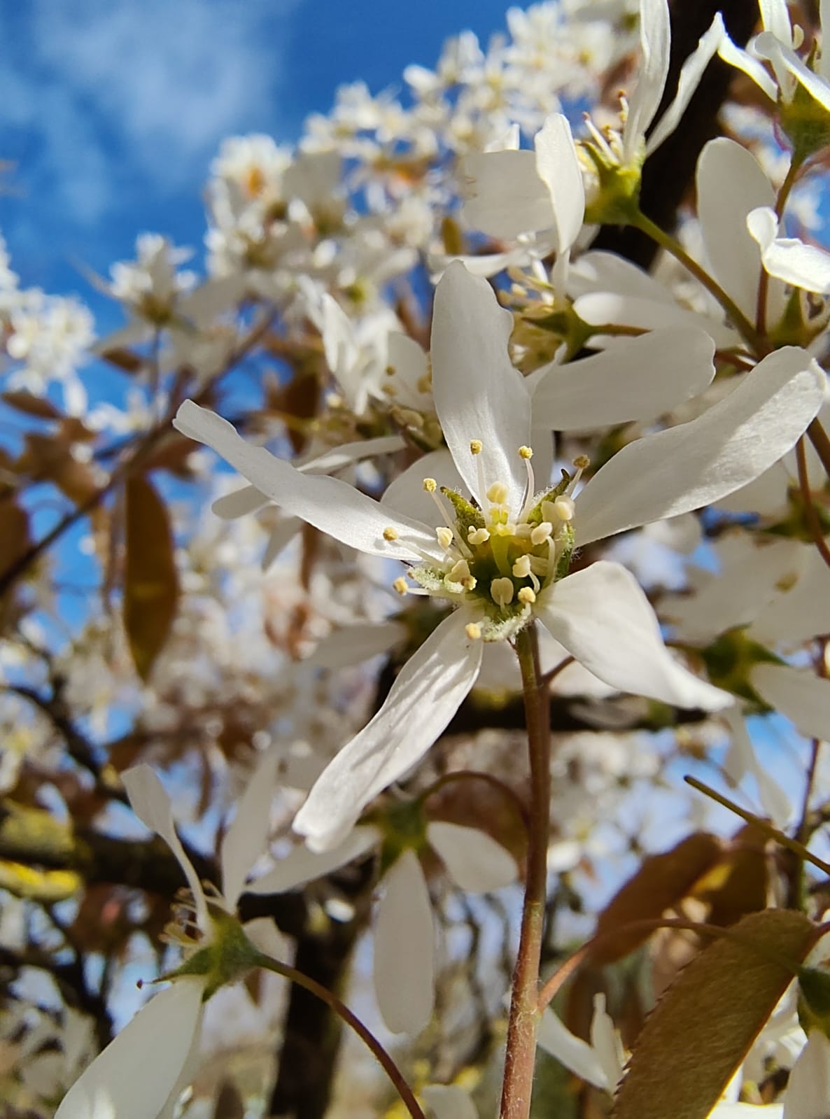 Amerikaans Krentenboompje | Meerstammig
