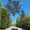 Sierappel 'Royalty' | Hoogstam