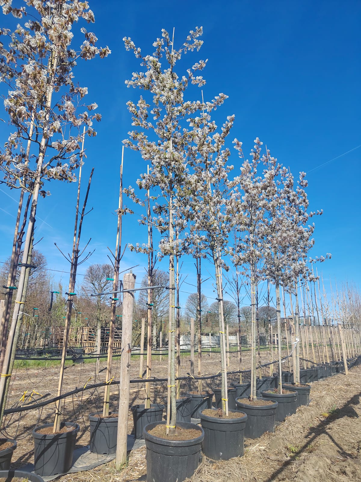 Amerikaans Krentenboompje | Hoogstam