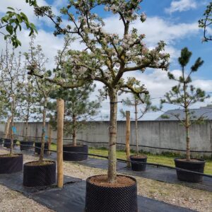 Appelboom 'Elstar' | Halfstam