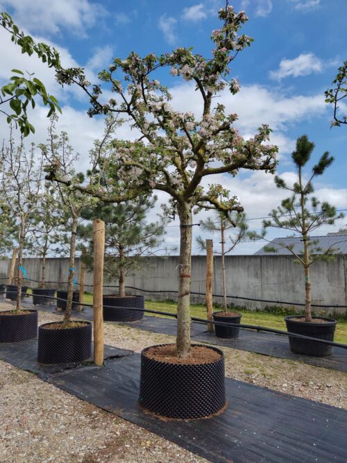 Appelboom 'Elstar' | Halfstam