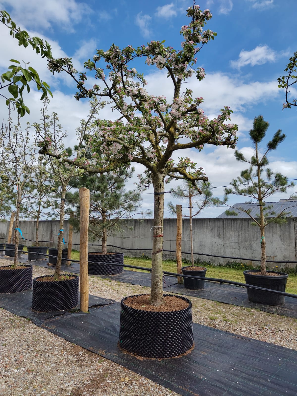 Appelboom 'Elstar' | Halfstam