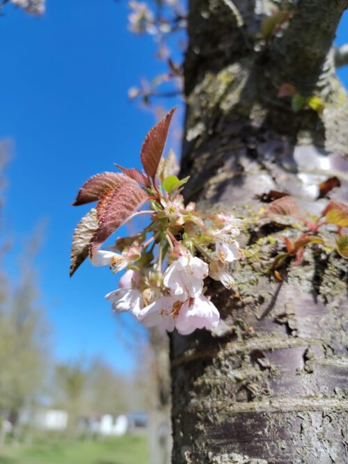 Sierkers 'Plena' | Hoogstam