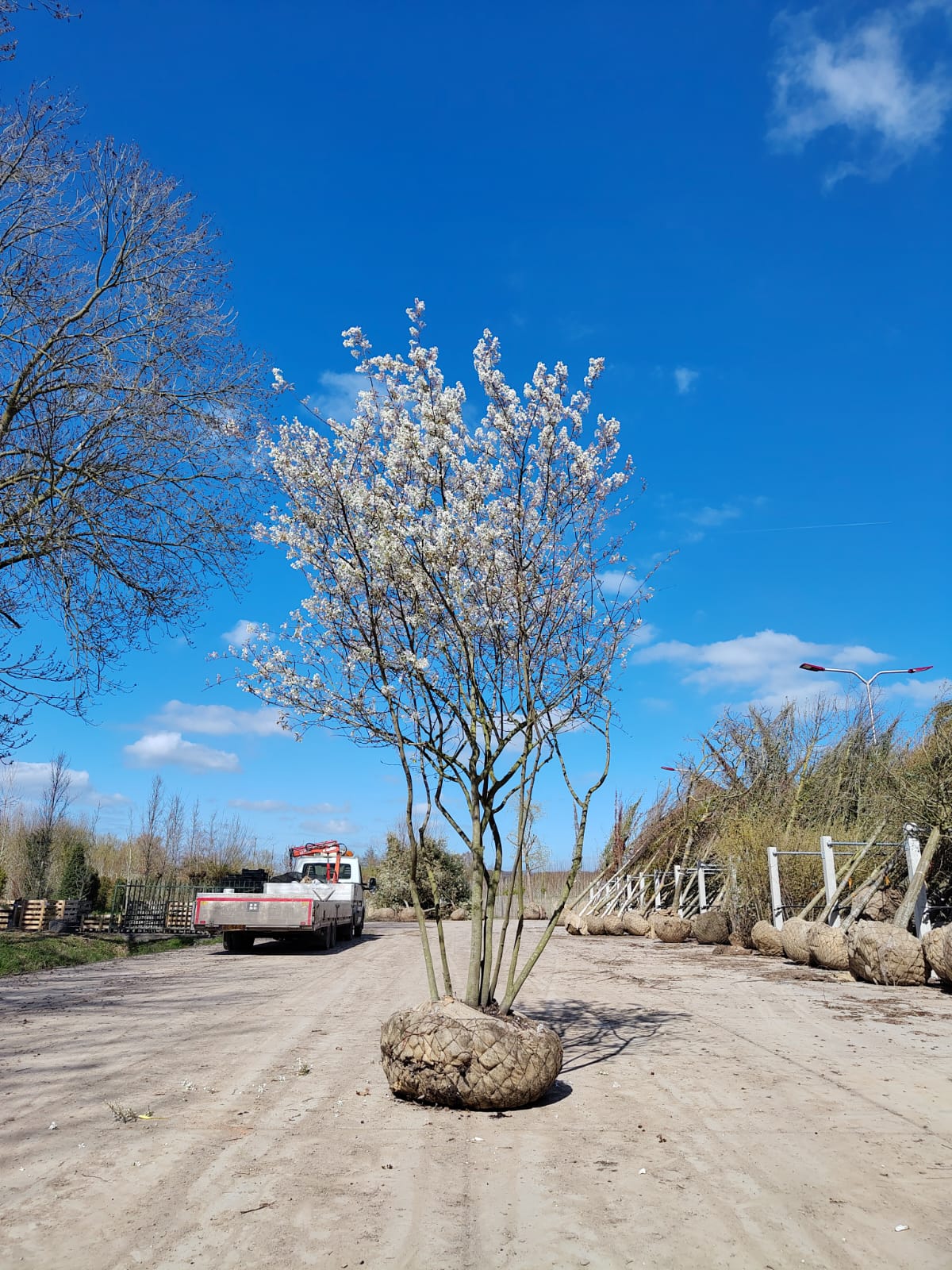 Amerikaans Krentenboompje | Meerstammig