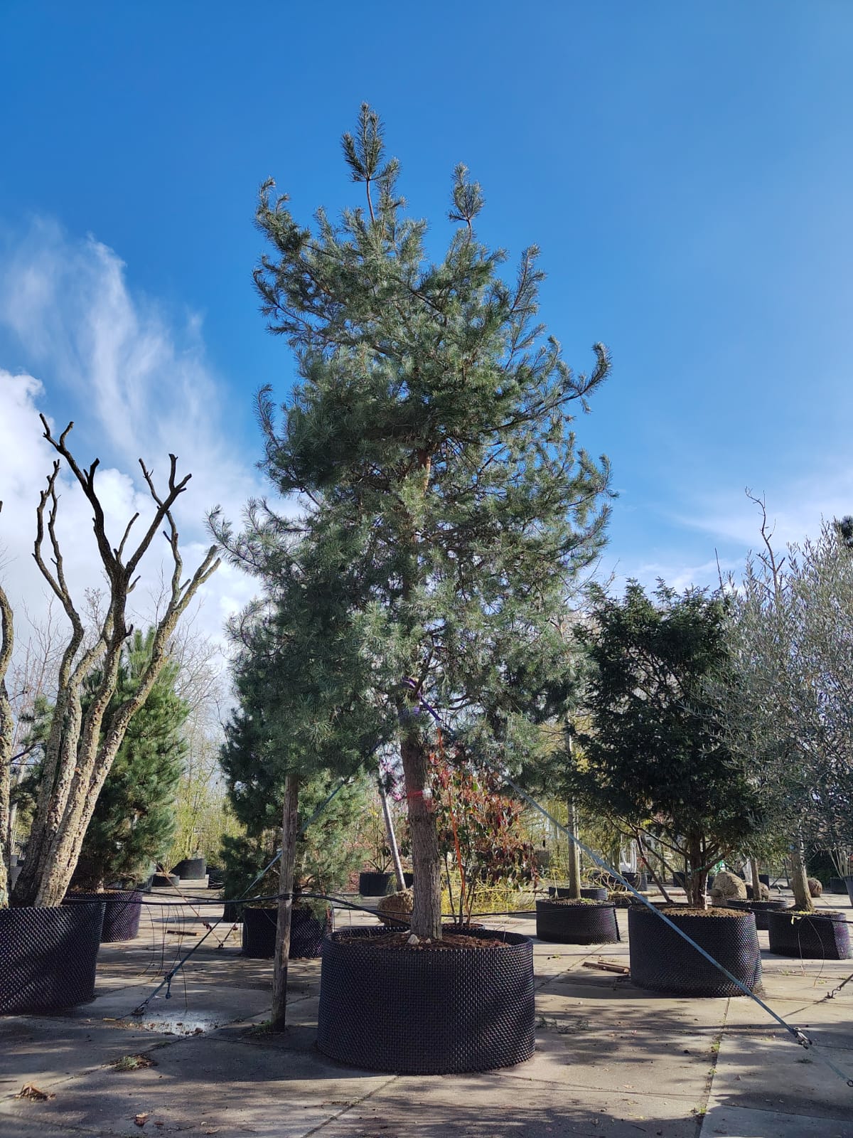 Grove den | Hoogstam