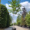 Japanse magnolia | Hoogstam