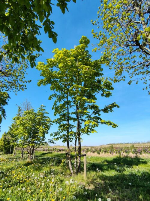 Witte paardenkastanje | Meerstammig