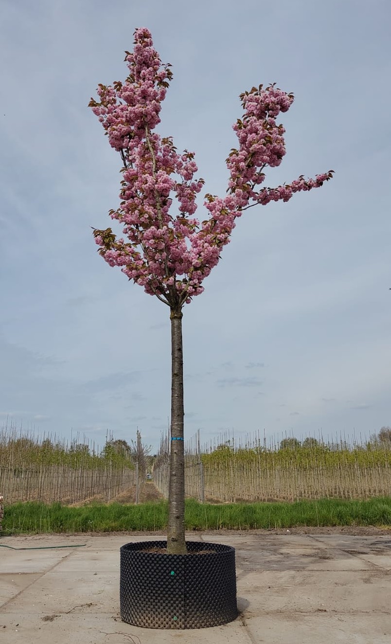 Japanse sierkers 'Kanzan' | Op stam