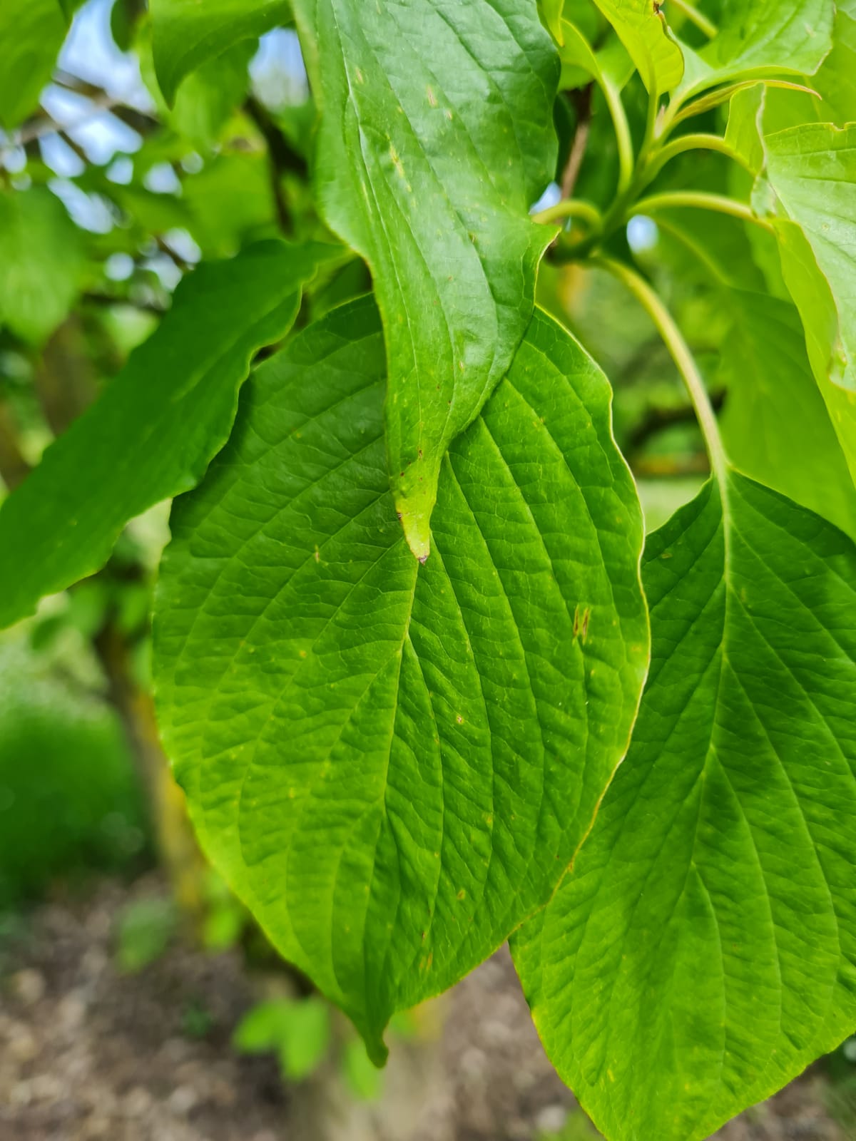 Reuzenkornoelje | Meerstammig