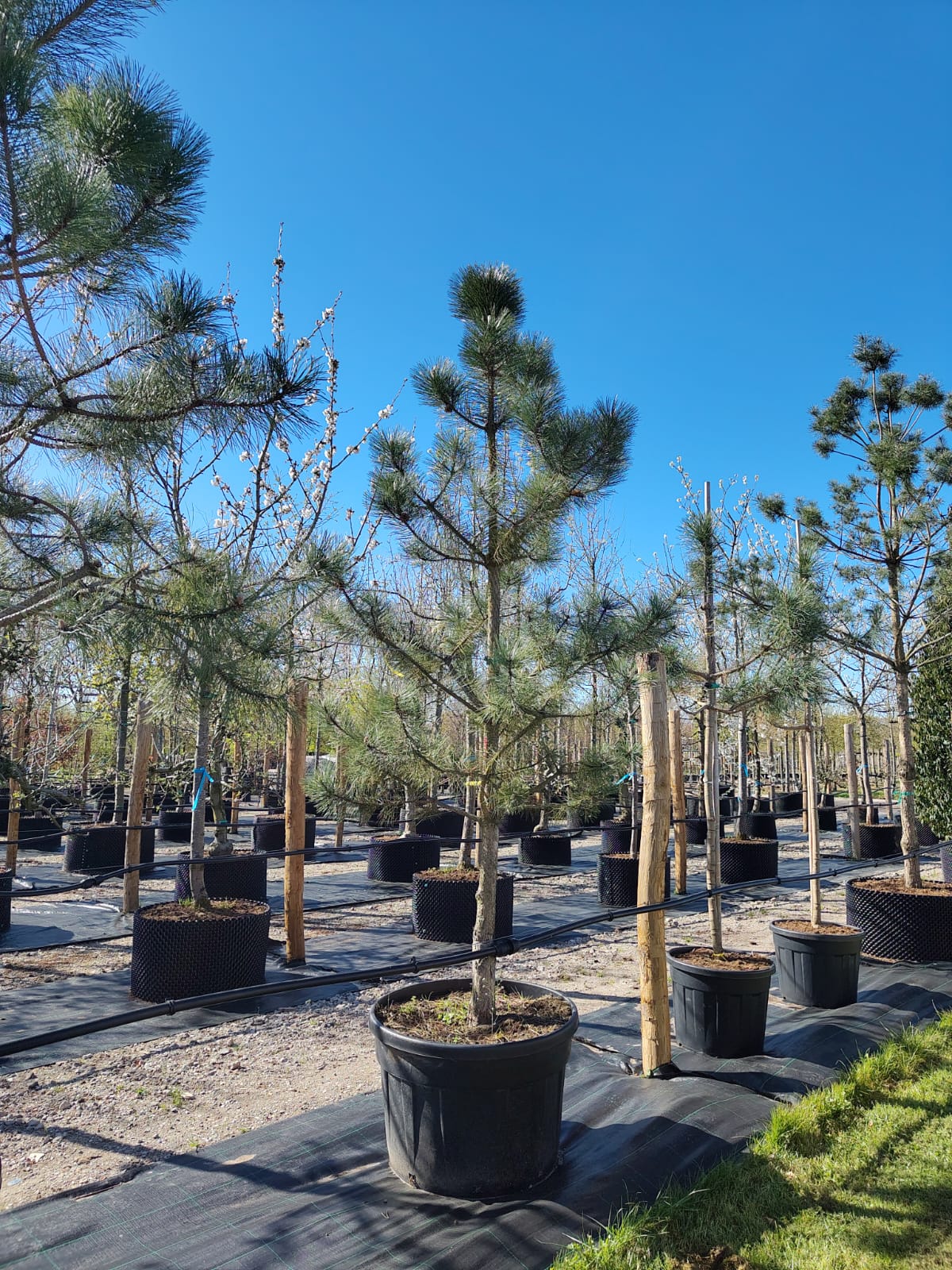 Zwarte den | Halfstam