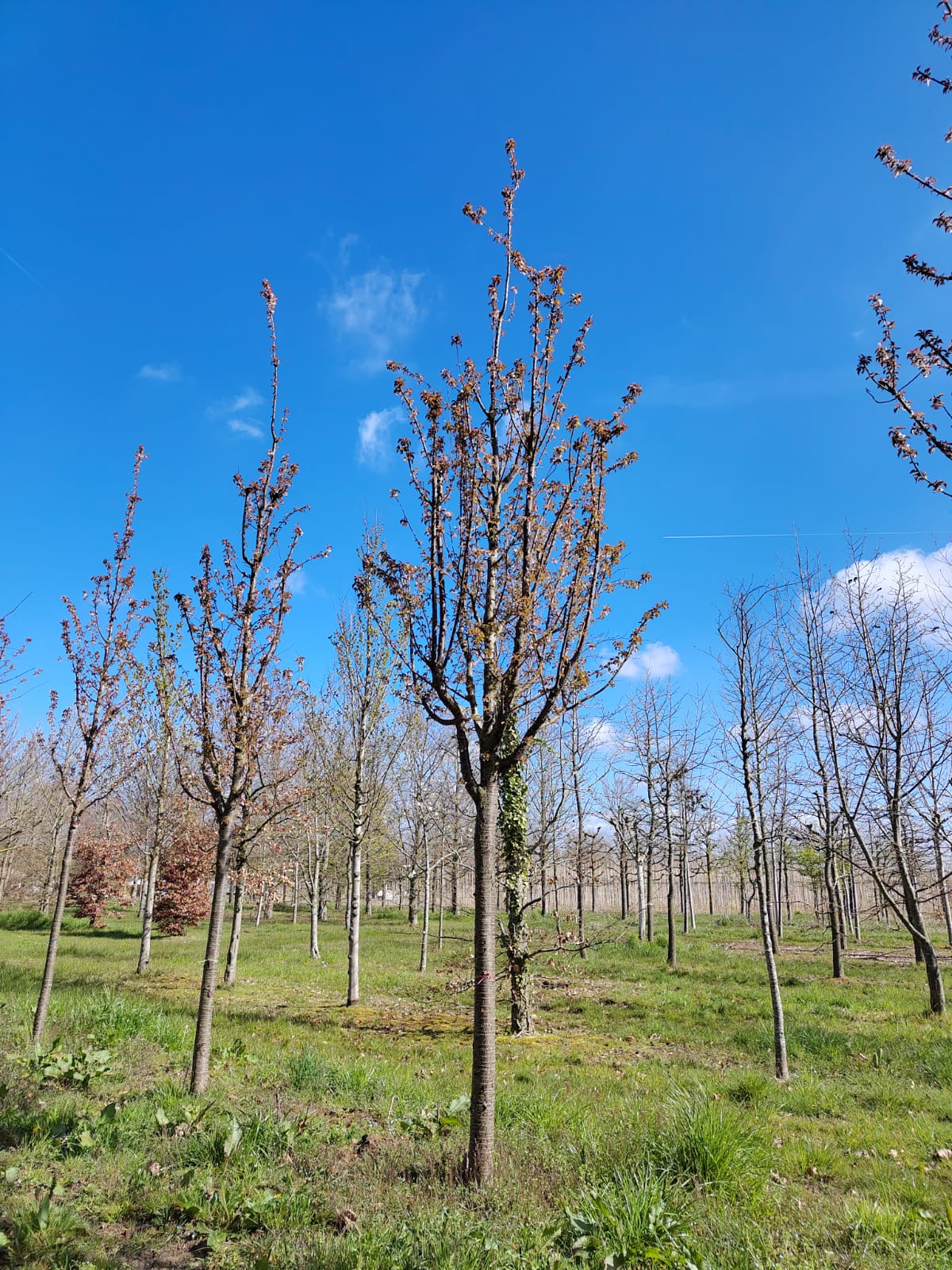 Sierkers 'Schmitti' | Hoogstam
