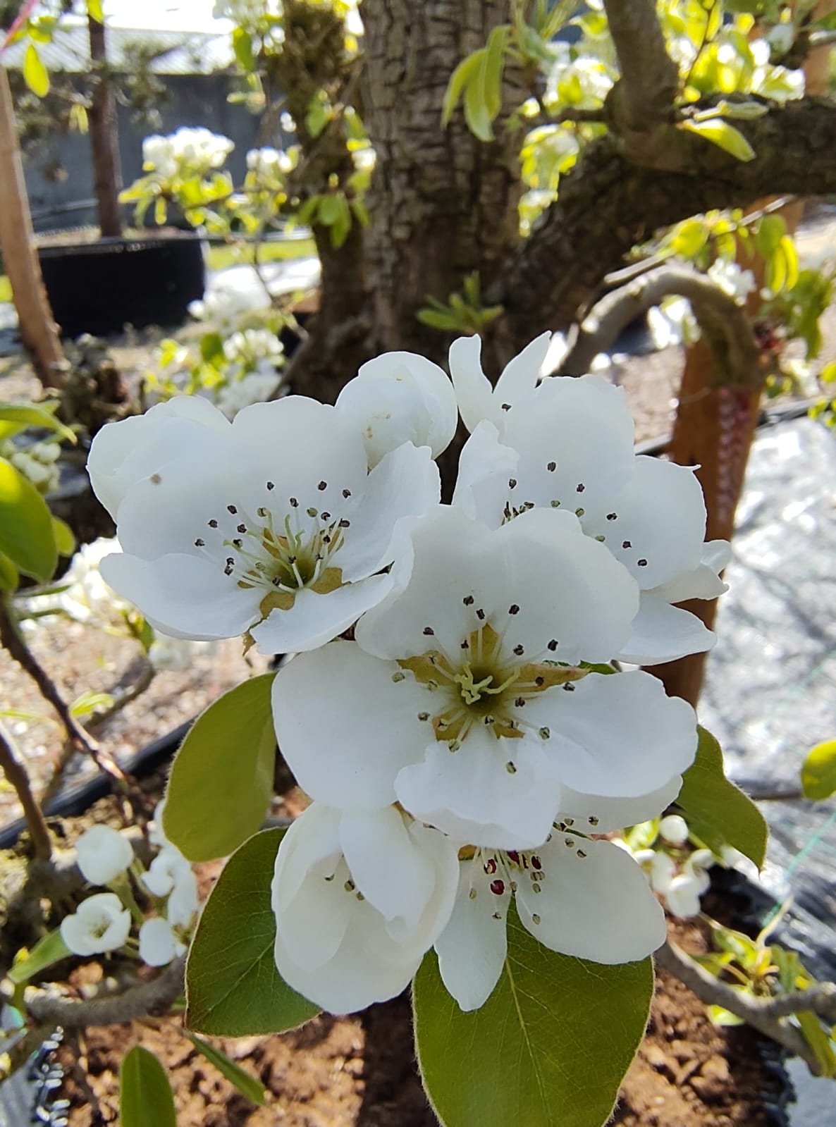 Perenboom 'Conference' | Laagstam