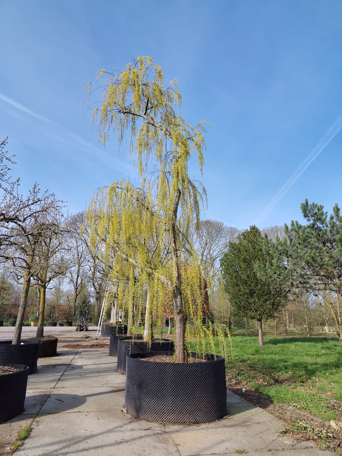 Groene treurwilg | Halfstam