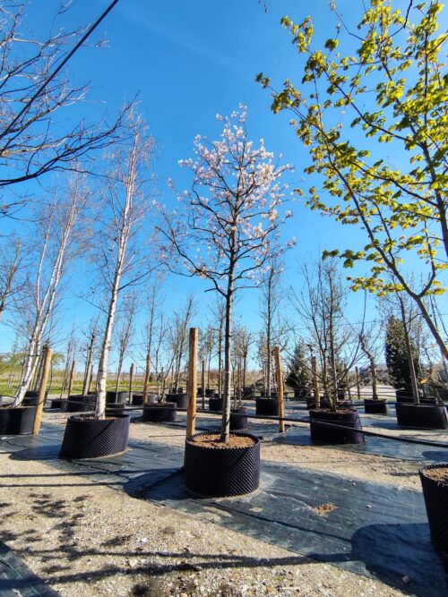 Amerikaans Krentenboompje | Hoogstam