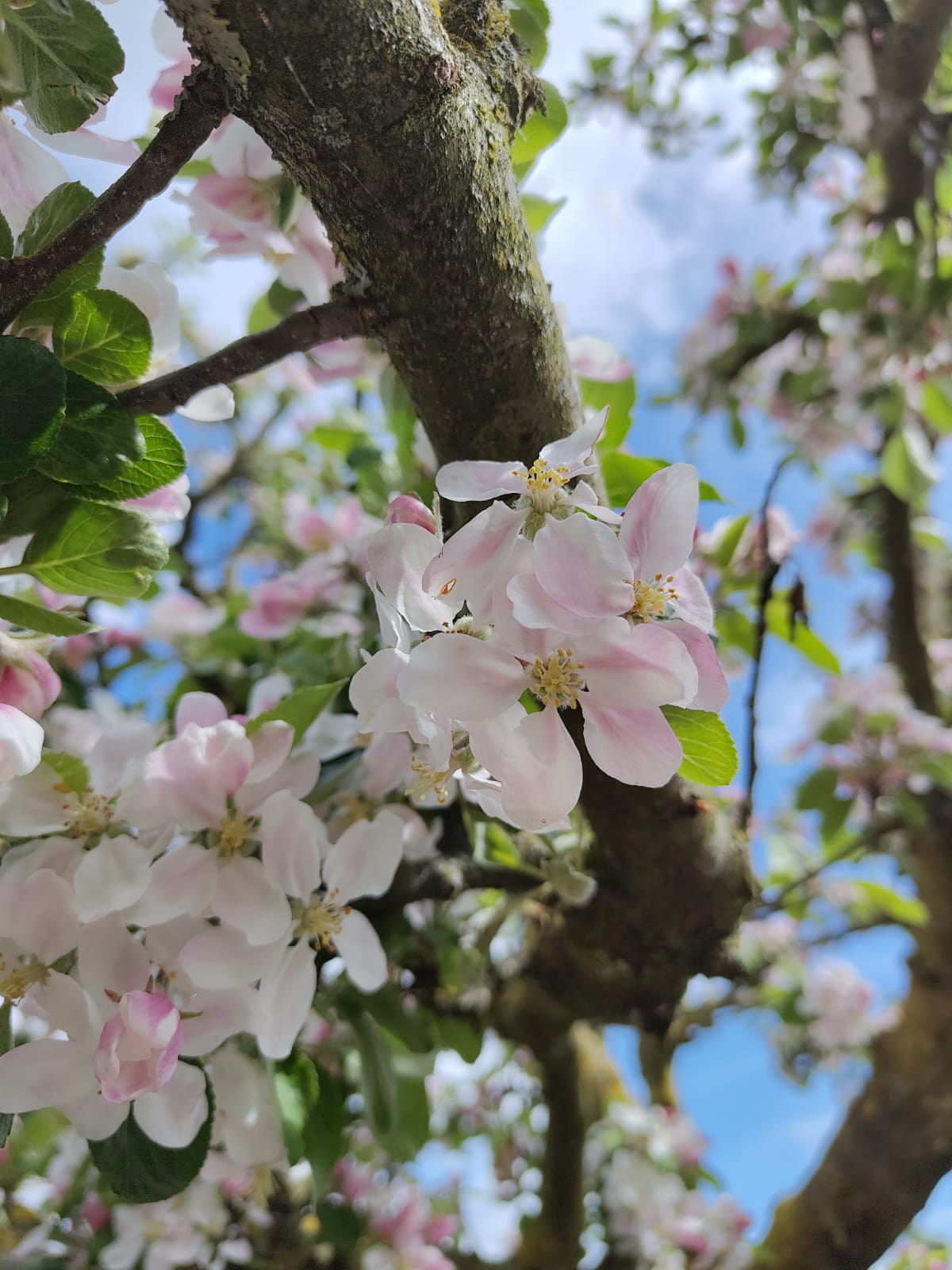 Appelboom 'Elstar' | Halfstam