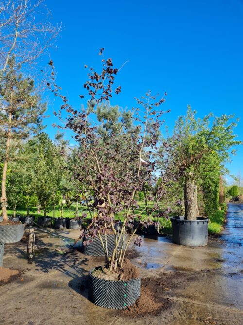 Noorse Esdoorn 'Eurostar' | Hoogstam