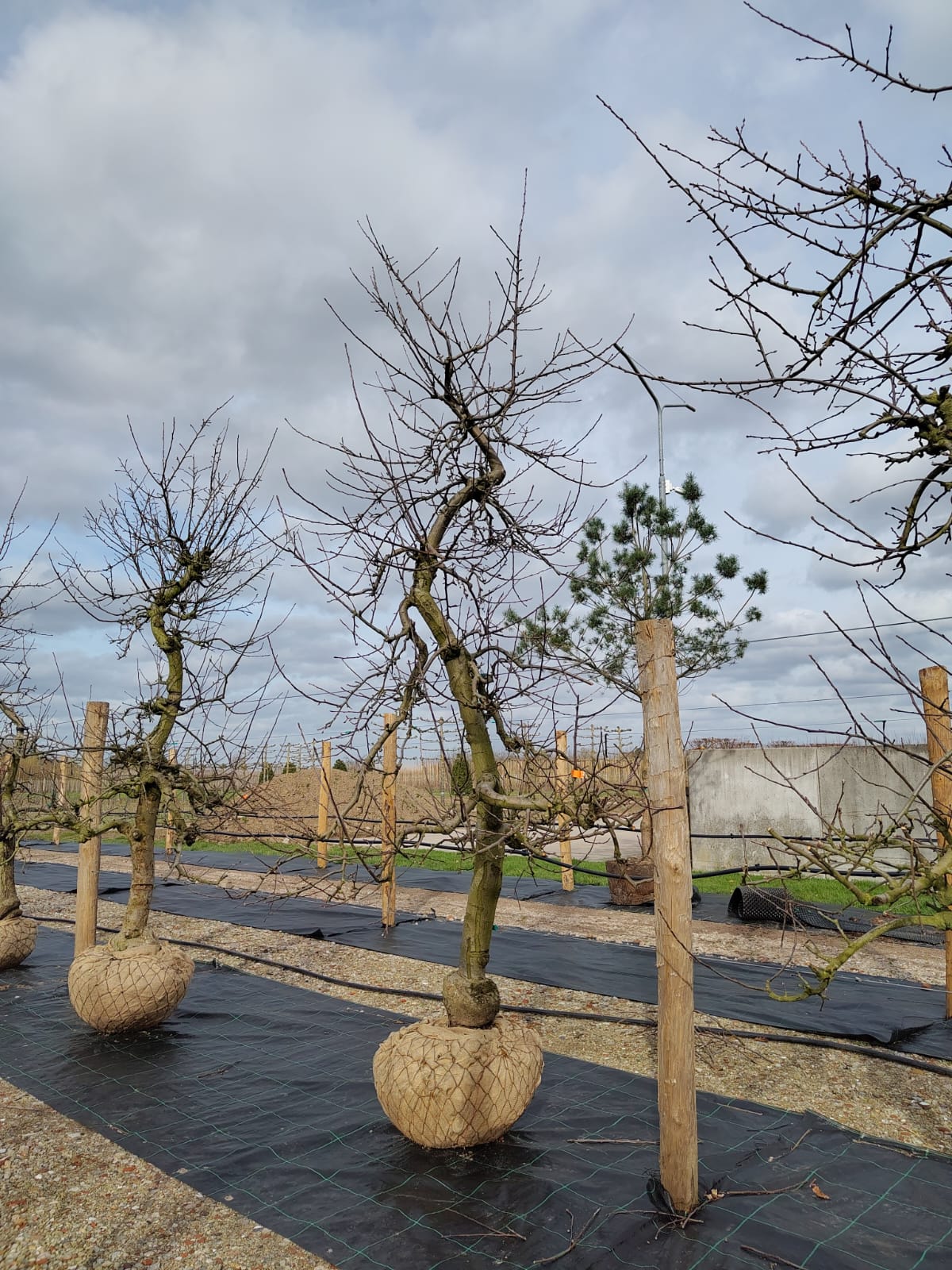 Appelboom 'Elstar' | Laagstam