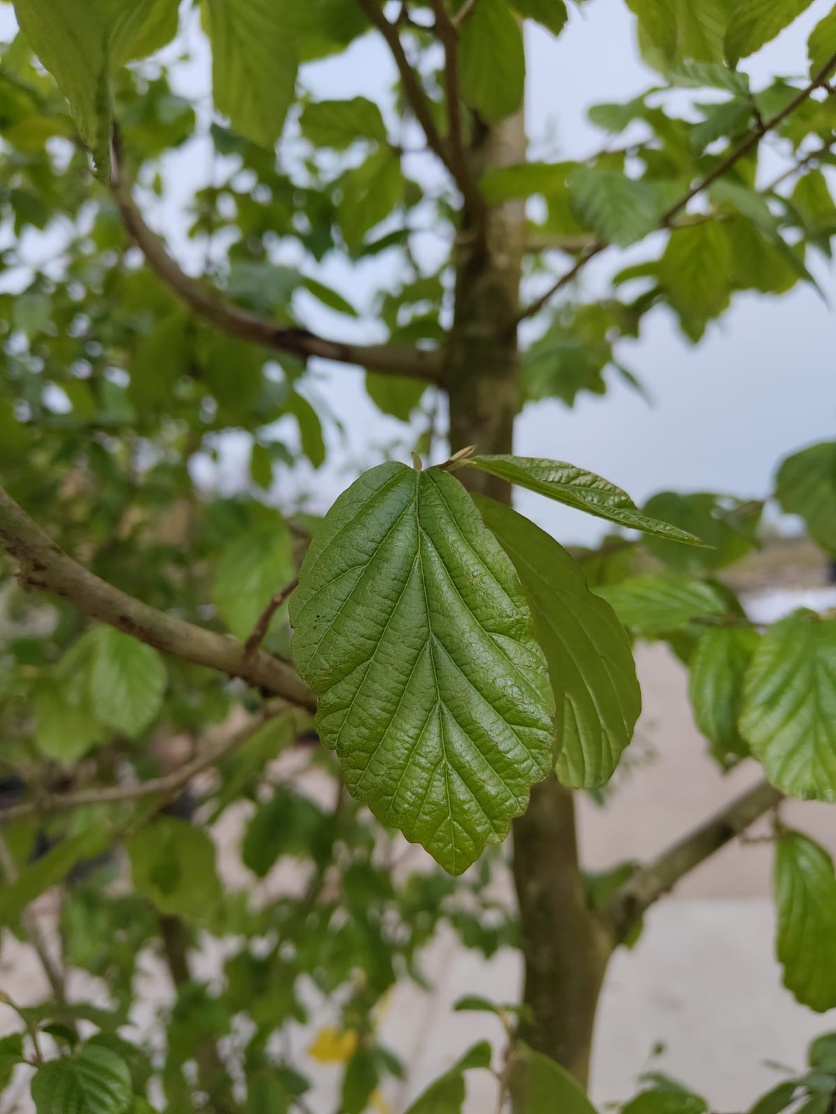 Perzische ijzerhoutboom | Meerstammig
