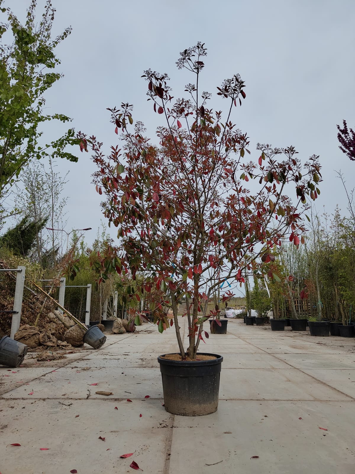 Glansmispel | Meerstammig