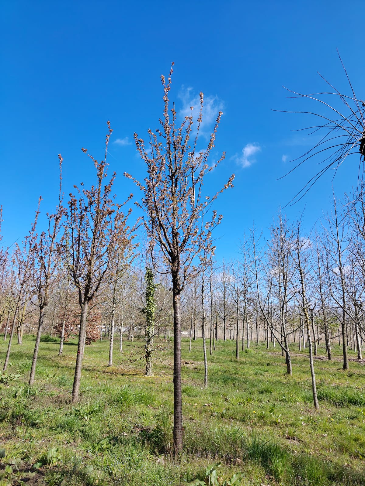 Sierkers 'Schmitti' | Hoogstam