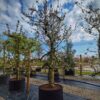 Appelboom 'Elstar' | Laagstam