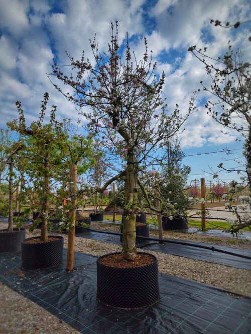 Appelboom 'Elstar' | Laagstam