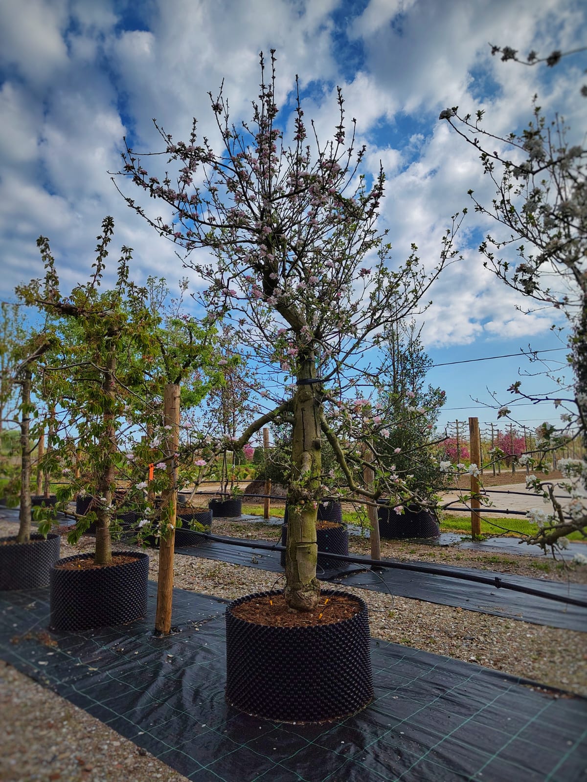 Appelboom 'Elstar' | Laagstam