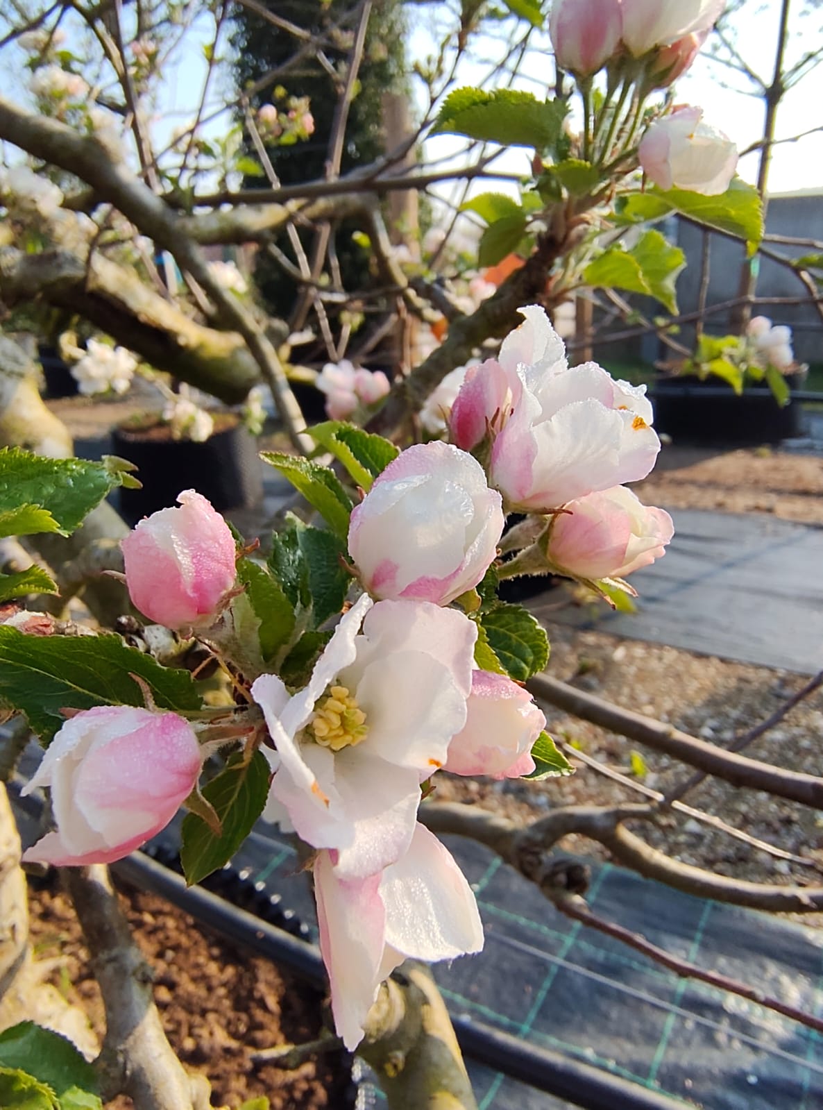 Appelboom 'Goudreinet' | Laagstam