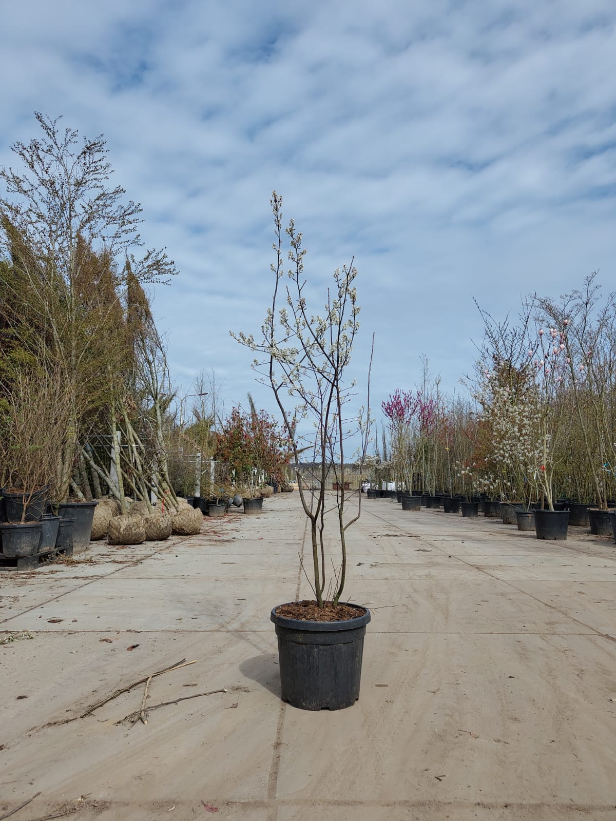 Amerikaans Krentenboompje | Meerstammig